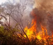 Pekerja Lapangan Paling Rentan Terpapar Kabut Asap Kebakaran Hutan, Bisakah Mereka WFH?