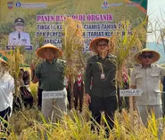 Panen Raya Klaster Padi Pamarican Capai 7,5 Ton per Hektare, Bank Indonesia Perkuat Ketahanan Pangan Ciamis