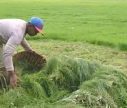 Rumput Situ Gede Kota Tasik Jadi Berkah, Para Penyabit Rumput Raup Penghasilan di Tengah Kemarau