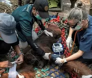 Nekropsi Ungkap Kondisi Paru-Paru Orang Utan Sampurna, Paparan Asap Karhutla Ketapang Jadi Dugaan