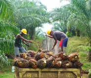 Harga TBS Sawit Pekan Ini Naik, Tertinggi Capai Rp3.846 per Kilogram