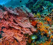 Riset 20 Tahun Ungkap Ketangguhan Terumbu Karang Indonesia, Namun Ancaman Pemanasan Laut Kian Nyata
