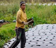 Saat Gambut Mengering, Ketahanan Pangan Nasional Diuji dari Kalimantan Barat