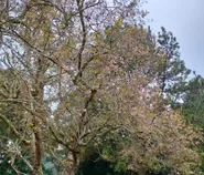 Pesona Sakura Bermekaran, Kebun Raya Cibodas Tawarkan Panorama Alam yang Menawan