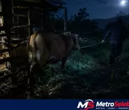 Pencurian Sapi Muncul di Sejumlah Wilayah Bulukumba, CCTV Batas Desa Diusulkan