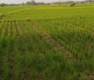 Sawah mengering di Subang, ratusan hektare padi terancam gagal panen