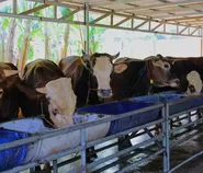 Tangsel Matangkan Persiapan Iduladha 1447 H, Benyamin Pastikan Kurban Aman dan Lingkungan Tetap Bersih