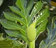 Manfaat Daun Sukun Ampuh Atasi Diabetes, Jantung, dan Kesehatan Tubuh