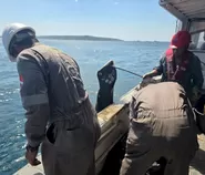 Tumpahan Minyak Cemari Pesisir Pulau Semau, Kebocoran Saat Pengangkatan Bangkai KM Kuala Emas Diduga Jadi Pemicu