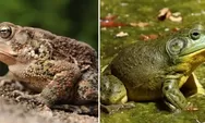 Jangan Keliru, Kenali Beda Kodok dan Katak