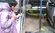 Rabies Ancam Warga, Tanah Datar Intensifkan Pemusnahan Hewan Penular Rabies