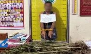 Berkedok Bertani, Pria di Tanah Datar Budidayakan Ganja