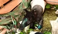 Tapir Dilindungi Hendak Dijual, BKSDA Sumbar Tangkap Dua Pelaku di Pasaman