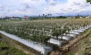 Sawirman dan Lahan Tidur: Dari Terbengkalai Jadi Kebun Cabe Subur