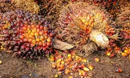 Satgas TBS Kelapa Sawit Dibentuk, Pesisir Selatan Dorong Hubungan Petani dan Perusahaan Lebih Sehat