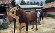 Sapi Kurban Presiden untuk Padang Panjang Disalurkan ke Mesjid M Noer
