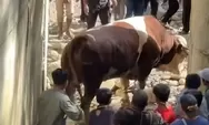 Momen Dramatis Puluhan Warga Pasaman Tumbangkan Sapi Kurban Wagub Sumbar Seberat 1,2 Ton