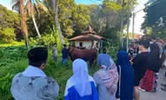 Pemkab Dharmasraya Serahkan Sapi Kurban Bantuan Presiden 1,1 Ton untuk Masyarakat