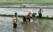 Ancaman El Nino Godzilla Mengintai, Payakumbuh Tancap Gas Tanam Padi