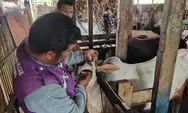 Hewan Layak Kurban di Padang Kini Diberi Label Khusus, Ini Tujuannya