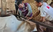 Jelang Idul Adha 2026, Pedagang Sapi Andalkan Label Sehat untuk Tarik Pembeli