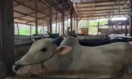 Pencurian Ternak Meningkat Jelang Idul Adha, Masyarakat Diminta Waspada