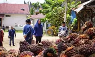 Petani Menjerit Harga TBS Turun Rp 1.100 per Kg, Bupati Dharmasraya Peringatkan PKS