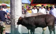 Semangat Berbagi Warnai Penyembelihan Hewan Kurban di Islamic Centre Padang Panjang