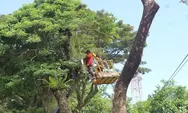 Cegah Pohon Tumbang Saat Cuaca Ekstrem, DLH Padang Rutin Pangkas Pohon Pelindung