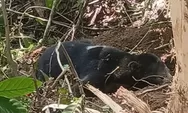 Evakuasi Beruang Madu di Pasaman Ungkap Ancaman Jerat bagi Satwa Dilindungi