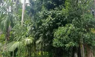 Perubahan Iklim Ancam Ketahanan Pangan, Unand Dorong Penguatan Hutan Nagari Lewat Perdagangan Karbon