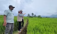 Penelitian Unand Temukan Perbedaan Cara Petani Sumbar dan Sulsel Lawan Perubahan Iklim