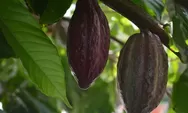 Dosen Unand Ungkap Alasan Kakao Belum Maksimal Sejahterakan Petani Indonesia