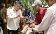Tiga Tahun Naik 6 Kali Lipat, Kambing Kelompok Tani di Agam Kini Capai 300 Ekor