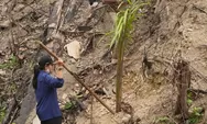 Lahan Bekas Kebakaran Hutan di Dharmasraya Ditanami Sawit, Polisi Pasang Garis Polisi