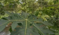 Begini aturan konsumsi daun pepaya untuk menjaga kesehatan