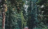 Budayawan Bogor Protes Kebun Raya Bogor di Komersilkan, Pengelola Acuh  Akan Tetap Jalankan Atraksi Lampu Glow