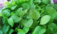 Apakah Bayam Beracun? Bahaya Mengonsumsi Bayam Secara Berlebihan