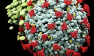 Penelitian Ungkap Varian Omicron Punya Materi Genetik yang Sebabkan Flu Biasa