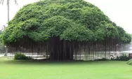 Mengapa Pohon Beringin Dianggap Angker atau Memiliki Nilai Mistik?