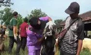 Ditemukan 40 Hewan Terpapar PMK, Pemkab Kendal Belum Rencanakan Tutup Pasar Hewan