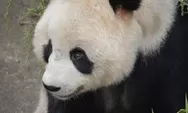 Simak 3 Tips Menghilangkan Mata Panda, Bagi Anda yang Sering Begadang dan Memiliki Masalah Mata Panda