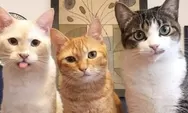 Muliakan Kucing Sunah,  Simak Ajaran Rosulullah SAW di Bawah ini