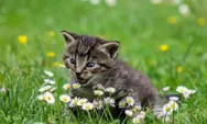 Pecinta Kucing Wajib Tahu, Inilah Alasan Kucing Suka Makan Rumput!