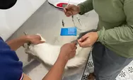 Ini 5 Vaksin Penting yang Wajib Diketahui untuk Lindungi Kucing dari Penyakit Mematikan!