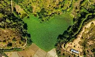 Keindahan Bunga Lotus di Hamparan Danau Rana Tonjong Nusa Tenggara Timur