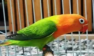 3 manfaat terapi mandi malam untuk Burung Lovebird, penting untuk kontes