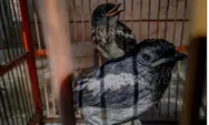 Ini 2 cara untuk mendeteksi burung kacer tipe panas dan dingin, yuk pelajari agar tak salah perawatan