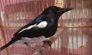 Simak trik rawatan harian Burung Kacer agar gacor dan stabil, tekniknya mudah kok para kicaumania