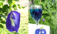 Cara membuat Teh Telang, bunga cantik berwarna ungu yang punya banyak manfaat